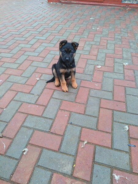 Catei Ciobanesc german varsta 3 luni