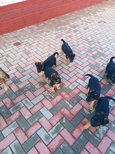 Catei Ciobanesc german varsta 3 luni