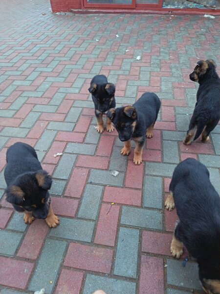 Catei Ciobanesc german varsta 3 luni