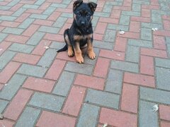 Catei Ciobanesc german varsta 3 luni