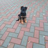 Catei Ciobanesc german varsta 3 luni